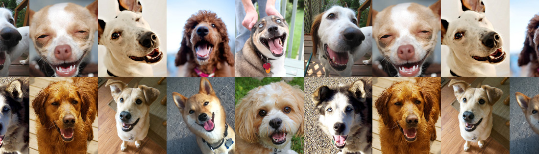 smiling dogs
