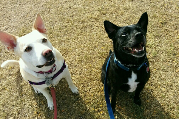Smiling Dogs